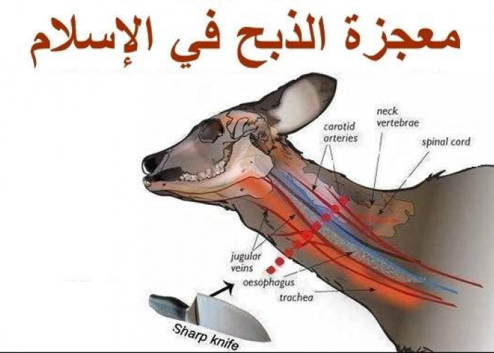   Cara Menyembelih Hewan Kurban Menurut Syariat Islam