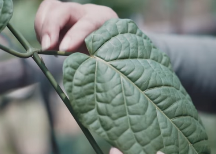 Tarum Jawa sebagai Sumber Pewarna Alami Bernilai Tinggi