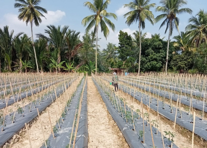  Petani Lebong Tengah Beralih Tanam Cabai 