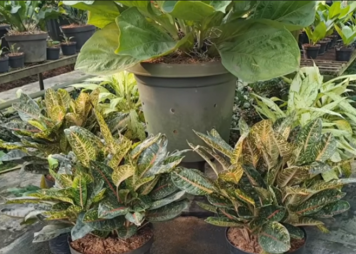 10 Tanaman Penjaga Rumah Penolak Penyakit dan Penarik Rezeki