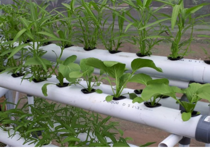 Sistim Hidroponik Apakah Produksinya Murah atau Mahal, Simak Penjelasannya 