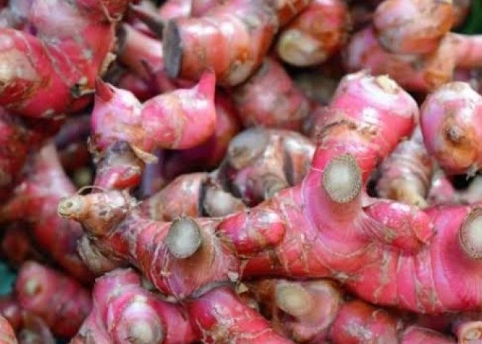 Khasiat Jahe Merah untuk Rematik yang Luar Biasa