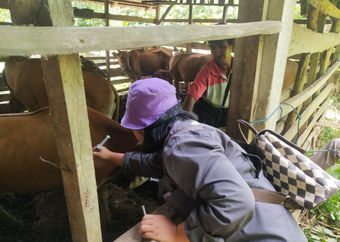 Jelang Idul Adha, Wabup Minta Disperkan Perketat Pemeriksaan Hewan Kurban 