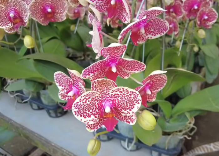 Tanaman Hias Pembawa Keberuntungan dan Penarik Rezeki