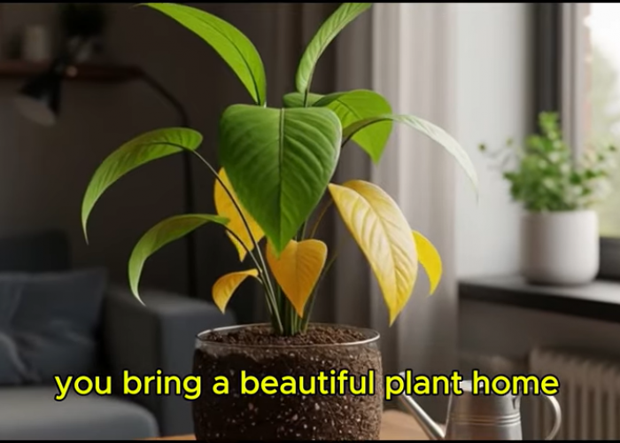 20 Tanaman Indoor Low Maintenance yang Mudah Dirawat, Cocok untuk Pemula