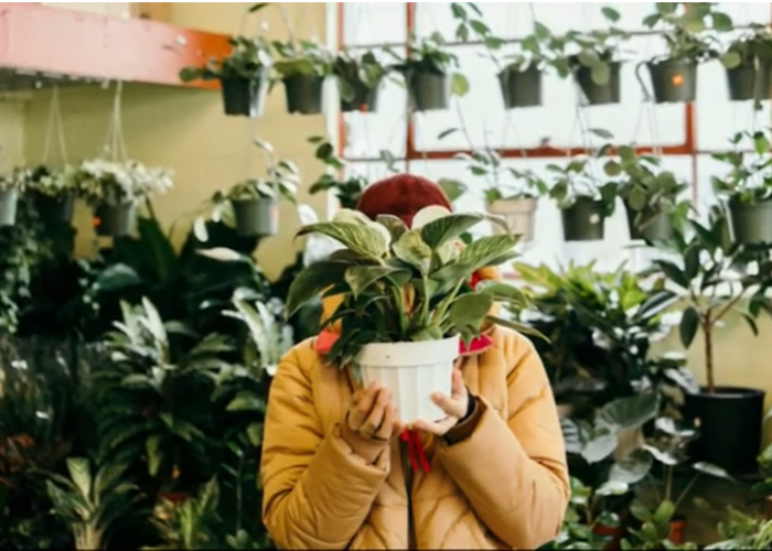 Bye-Bye Polusi! Ini 7 Tanaman Pembersih Udara Kamar yang Bikin Tidur Lebih Nyaman