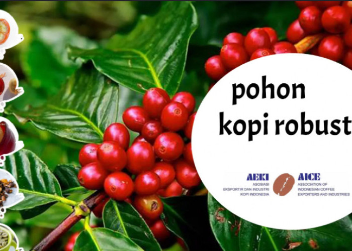 Tips Merawat Tanaman Kopi Robusta Agar Berbuah Lebat