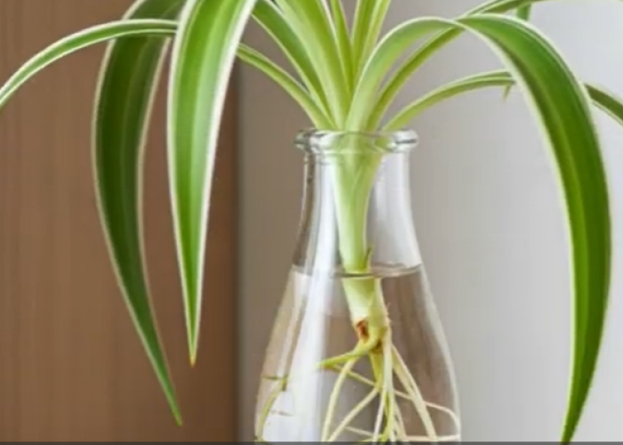 TRENDING! Tanaman Hias Air dalam Botol Jadi Dekorasi Estetik, Solusi Praktis untuk Rumah Minimalis