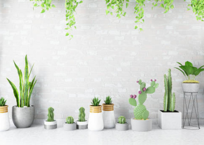 RUMAH JADI CANTIK! Inspirasi Desain Pot Tanaman Hias Unik dan Aesthetic Jadi Pusat Perhatian