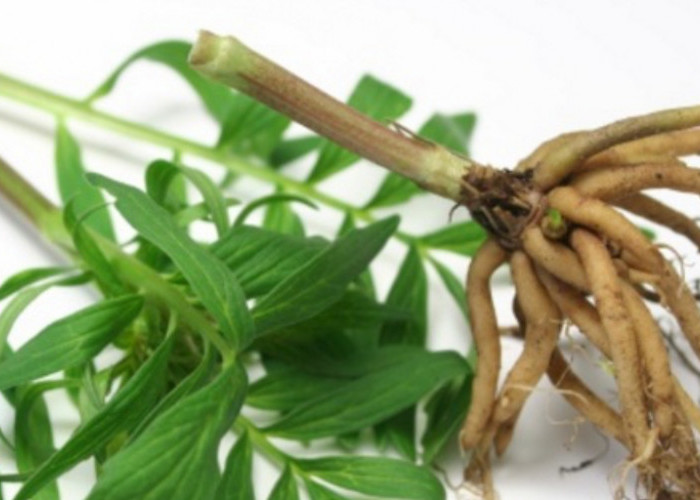 3 Suplemen Ini Bantu Anda Mudah Tidur Malam Nyenyak 