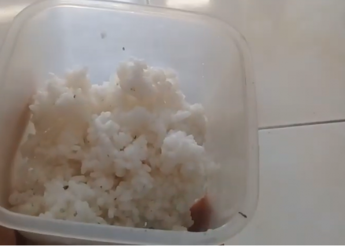 Cara Membuat Pupuk Hidroponik Buatan Sendiri: Panduan Organik dari Nasi Basi