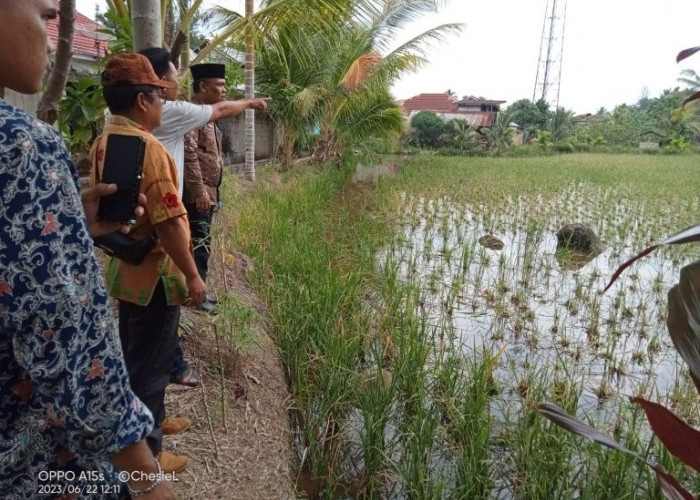  Hama Tikus Lalap 2 Hektare Sawah  di Lebong,  Camat Sebut Padi Masih Tumbuh Bagus 