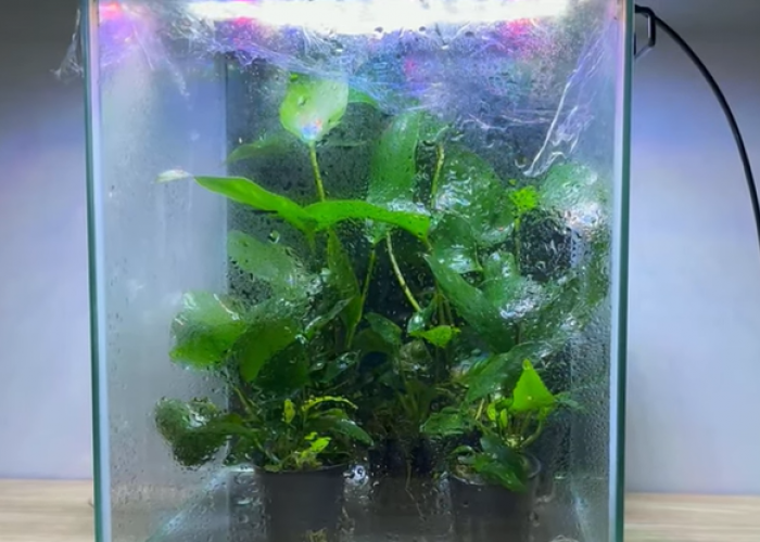 5 Tanaman Aquascape Murah dan Mudah Dirawat, Cocok untuk Pemula