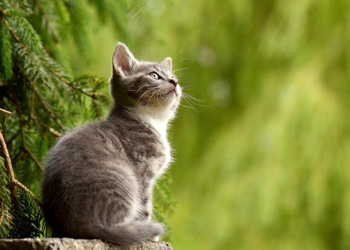 Fakta Menarik tentang Kucing, Hewan Peliharaan yang Paling Diminati dan Populer