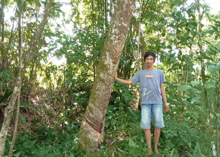 Harga Getah Karet Tembus Rp15.000 per Kilogram