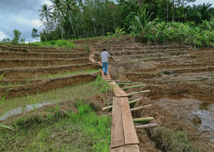 Petani di Bengkulu Utara Bakal Terima Puluhan Ton Bibit Benih , Tapi Masih dalam Pendataan 