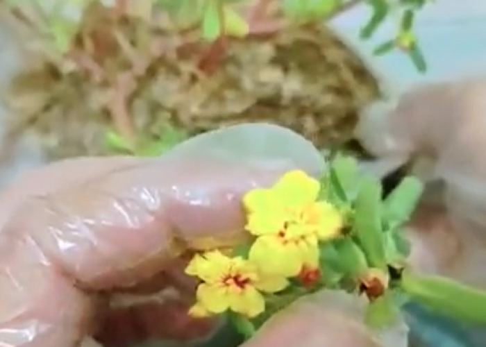 Cara Menanam Bunga Krokot Agar Subur dan Rajin Berbunga, Perhatikan Media Tanam dan Pemupukan