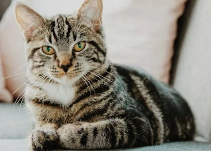 Mengenal Jenis Kucing Kampung: Karakteristik dan Keunggulan Memeliharanya