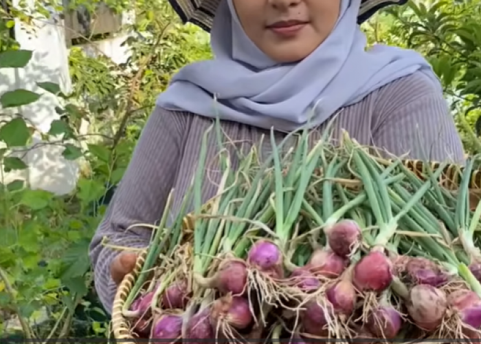 Ibu Rumah Tangga Wajib Tahu! Ini Cara Mudah Budidaya Bawang Merah Rumahan Modal Minimalis