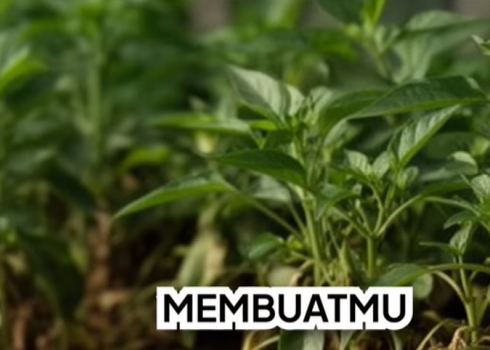 Panduan Lengkap Cara Merawat Tanaman Herbal agar Subur dan Panen Melimpah