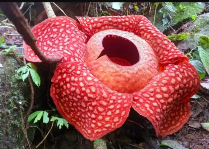 Bunga Rafflesia Arnoldi Dianggap Menyimpan Mitos Menyeramkan oleh Suku Rejang, Apa Saja?