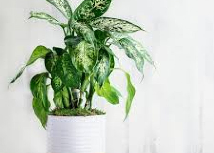 Pupuk Terbaik untuk Tanaman Hias, Waktu dan Cara Pemupukan