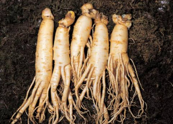 5 Manfaat Ginseng Yang Bagus Untuk Jantung