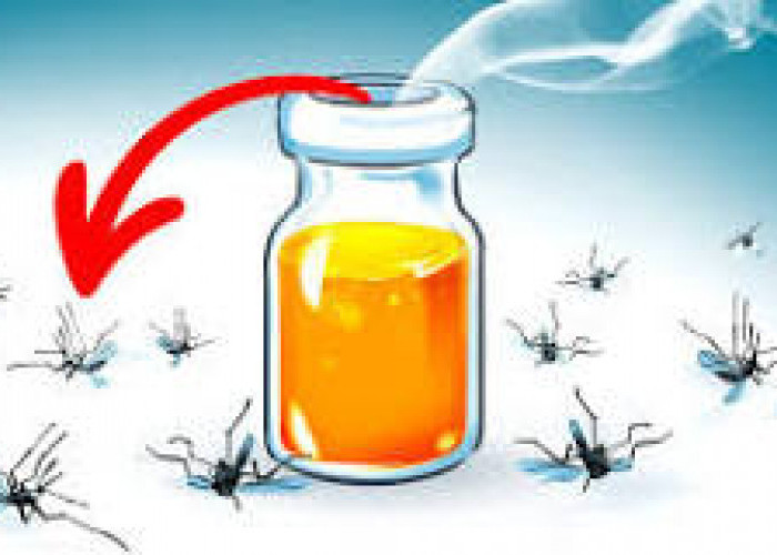 Tanpa Obat Nyamuk, Ini Tips Mengusir Nyamuk dengan Bahan Alami, Dijamin Ampuh