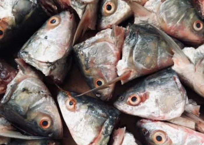Jangan Keseringan Konsumsi Kepala Ikan, Akibatnya  Buruk untuk Kesehatan