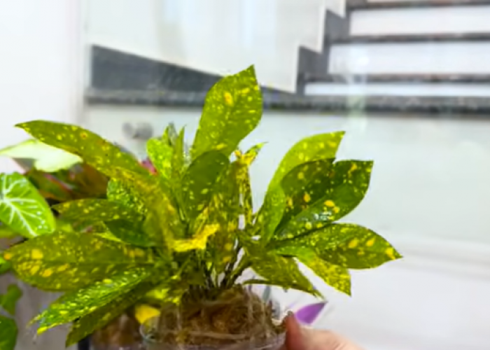 Kreasi Taman Gantung Tanpa Tanah, Cara Mudah Hadirkan Sudut Hijau yang Bersih dan Estetik di Rumah