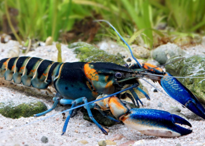 Sederet Panduan Budidaya Lobster Air Tawar