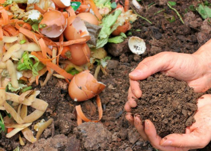 4 Limbah Dapur Ini Ternyata Bisa di Olah Jadi Pupuk Mahal