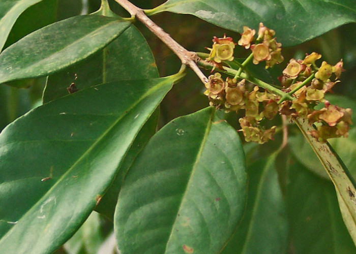 Manfaat Air Rebusan Daun Salam, Kolesterol Bakalan Ambyar