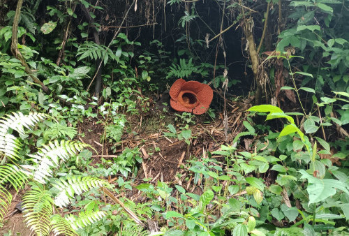 6 Bunga Rafflesia Mekar Serentak di Kemumu