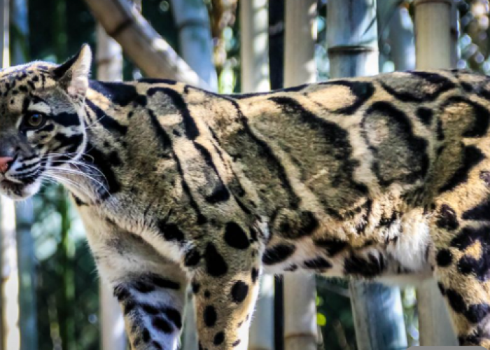 Hati-Hati Sanksi Pidana! Inilah Jenis Kucing Langka yang Dilarang Dipelihara di Indonesia