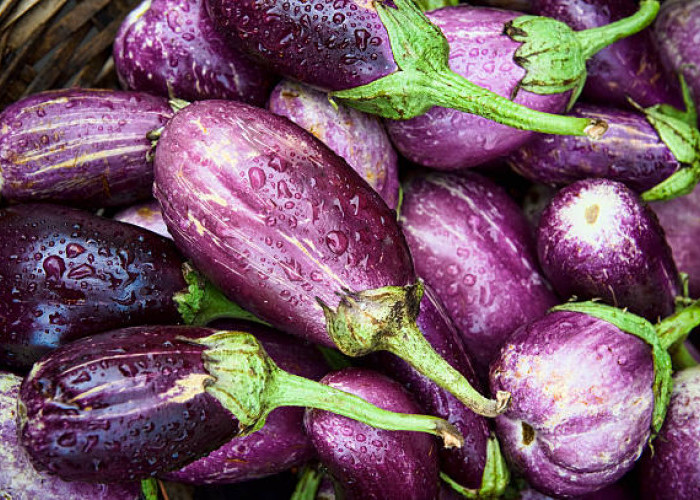 Panduan Lengkap Cara Menanam Terong Ungu di Dalam Pot untuk Pemula
