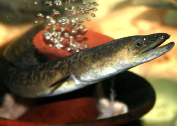 Bukan Sekadar Ikan: Inilah Keajaiban Ikan Sidat yang Bermanfaat untuk Kesehatan