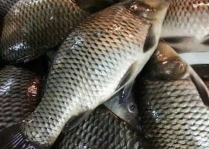 Bisnis Ternak Ikan Mas, Ini Cara Budidayanya Dijamin Untung Besar