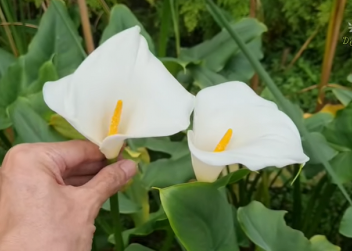 20 Jenis Bunga Putih Terindah untuk Mempercantik Taman, Elegan dan Mudah Dirawat