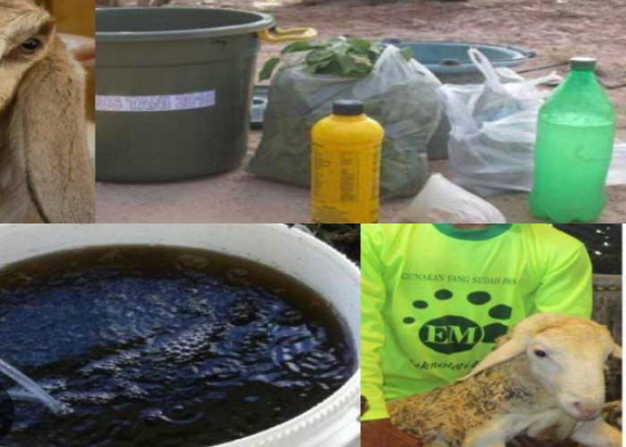 5 Manfaat Urine Kambing untuk Tanaman, Bantu Jaga Kesuburan 