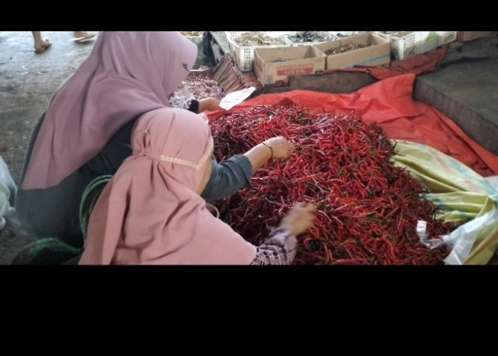 Info Harga Cabai di Lebong Akhir Bulan April 2026