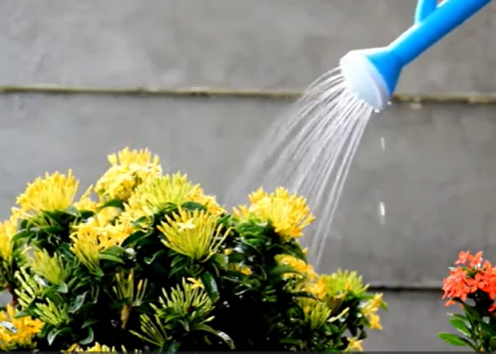 Tips Memilih Tanaman Hias untuk Mempercantik Halaman Depan Rumah Minimalis