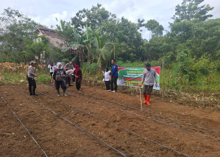 PemDes Sungai Gerong Laksanakan Kegiatan Penanaman Jagung Program 