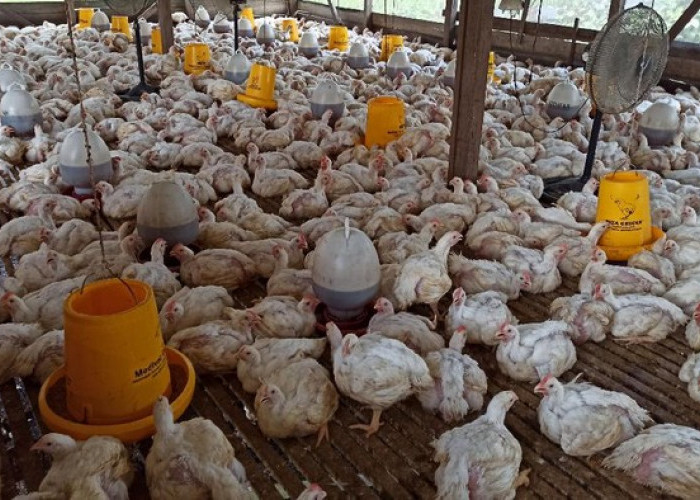 Biaya Produksi Ternak Tinggi, Permindo Minta Kebijakan Berpihak ke Peternak