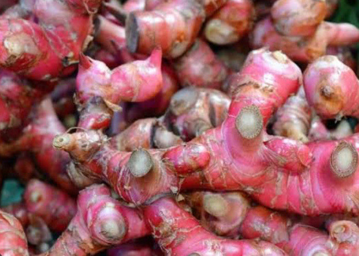 Obati Asam Urat dengan Mengonsumsi 4 Bahan Alami Ini