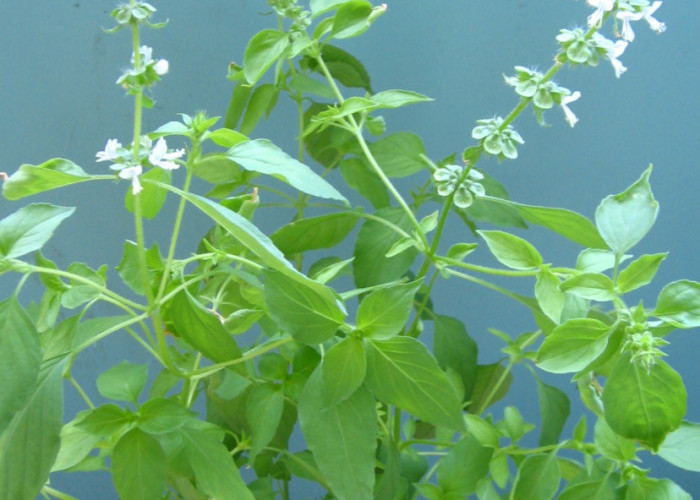 4 Khasiat Daun Kemangi Campur Lemon yang Bikin Kaget