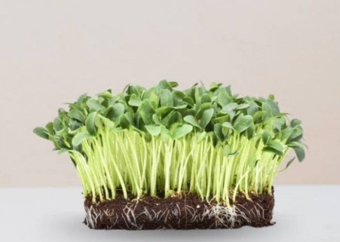 Intip Cara Menanam Kangkung dengan Teknik Microgreen