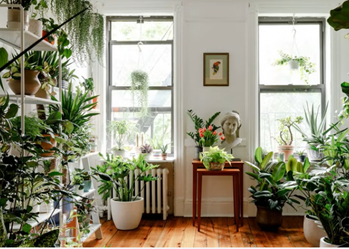 5 Tanaman Hias Indoor Penghasil Oksigen Alami, Bikin Rumah Lebih Sehat dan Bebas Polusi