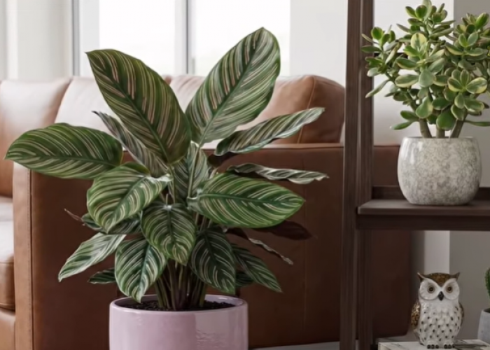 20 Jenis Tanaman Hias Indoor untuk Interior Rumah Minimalis dan Rumah Mungil