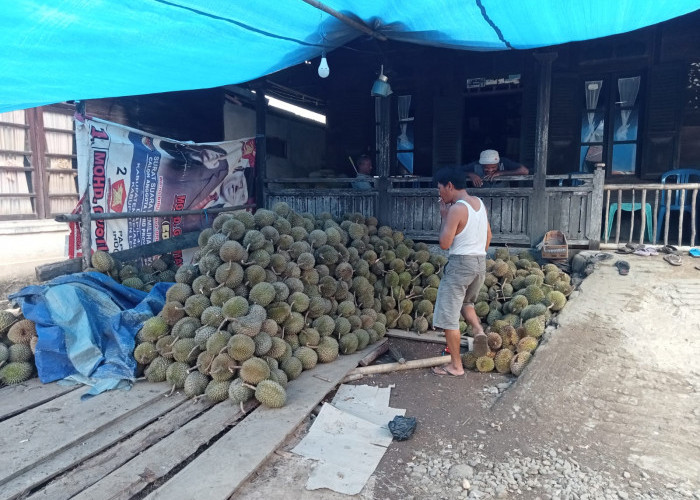 Harga Durian Terjun Bebas 